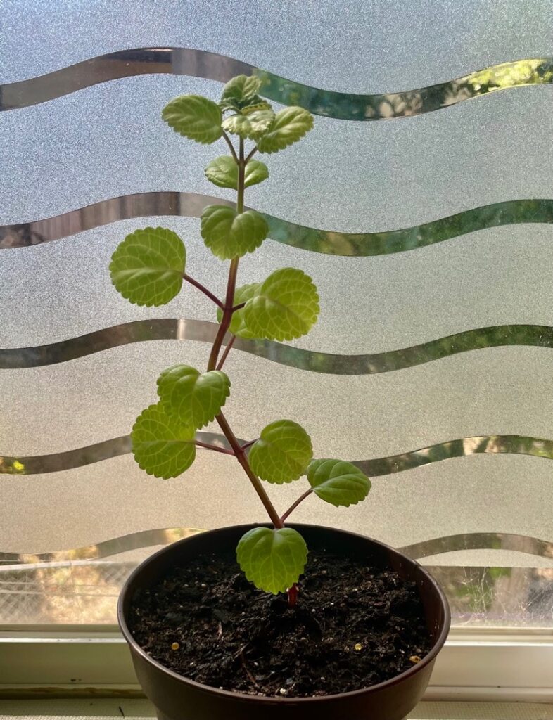 bill-w-plant